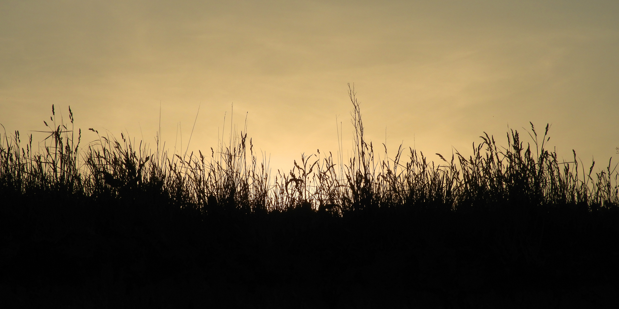 Gräser im Abendlicht