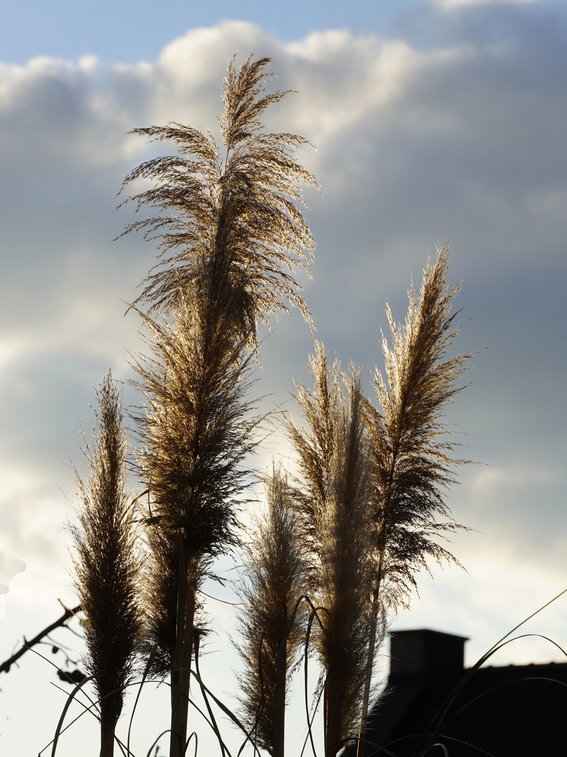 Gräser im Abendlicht