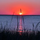 Gräser im Abendlicht - Insel Rügen