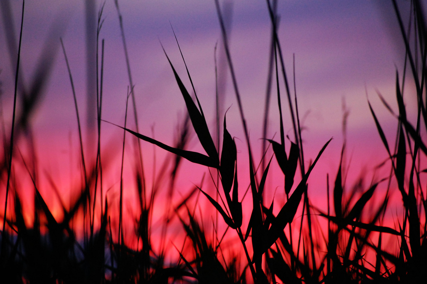 Gräser im Abendrot