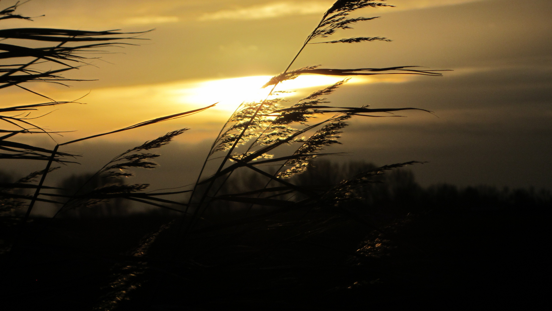 Gräser im Abendwind 1