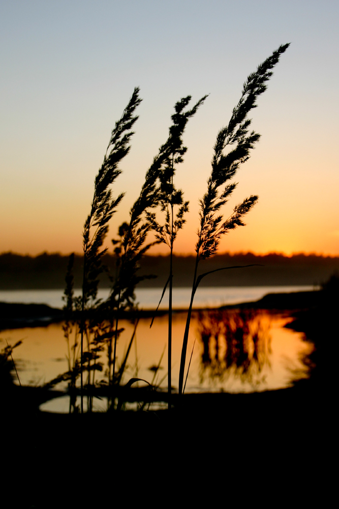 Gräser im Abendwind