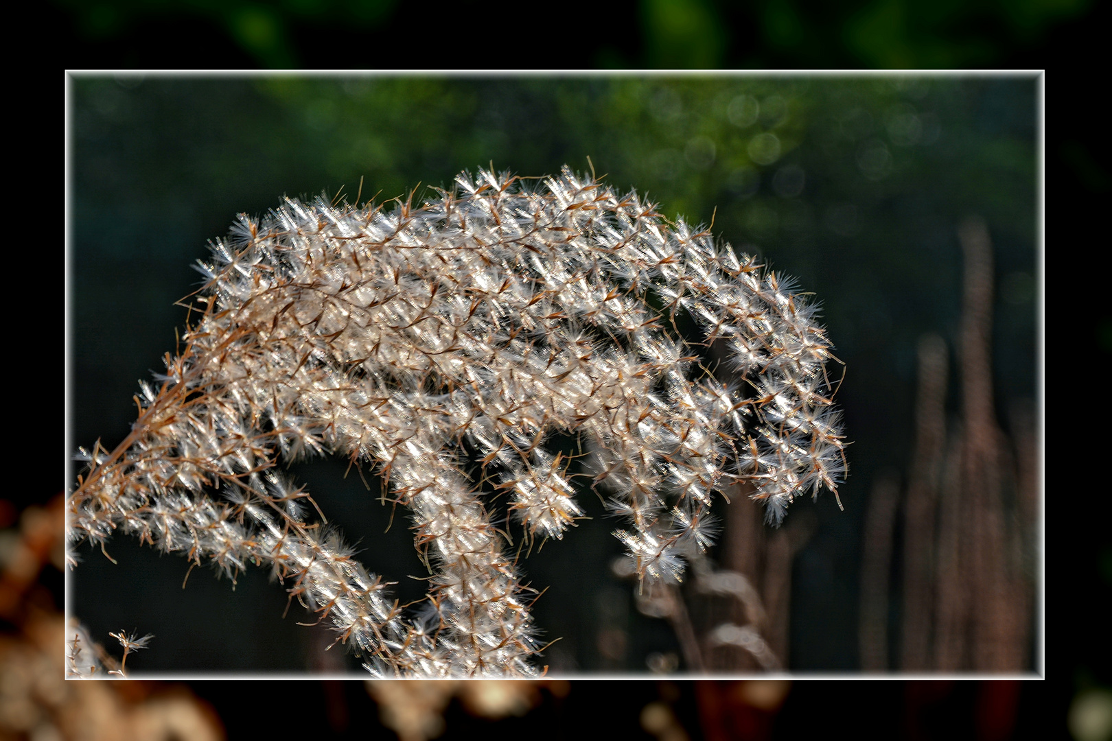 Gräser im Botanischen Garten in Göttingen