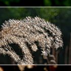 Gräser im Botanischen Garten in Göttingen