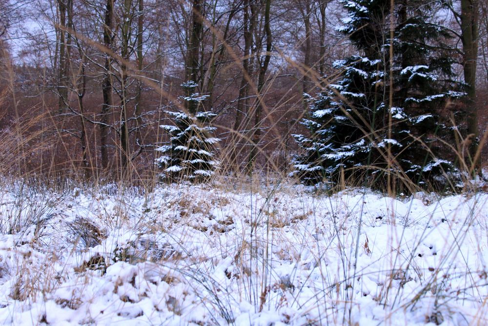 -Gräser im ersten Schnee-