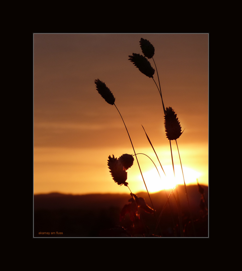 Gräser im ersten Sonnenlicht