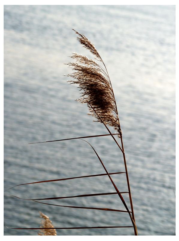 gräser im fluss... II