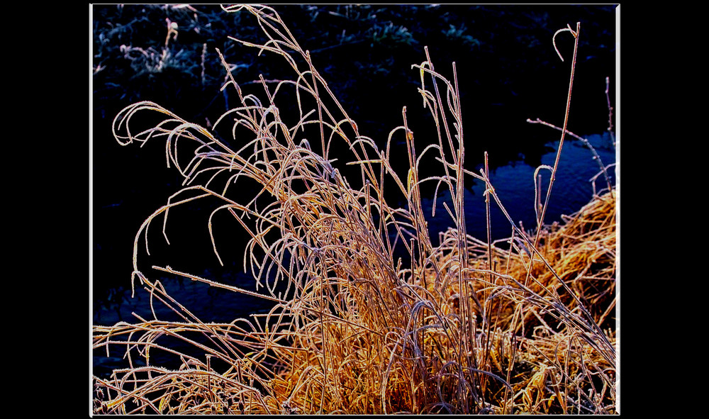 Gräser im Frost