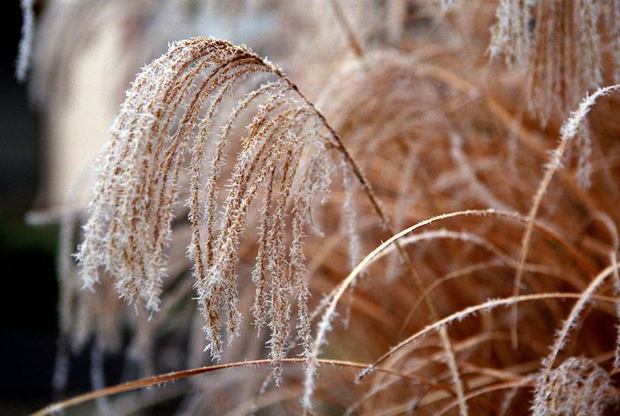 Gräser im Frost