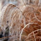 Gräser im Frost