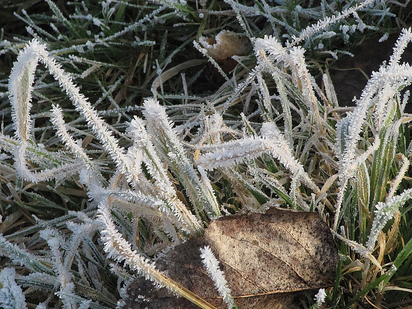 Gräser im Frost