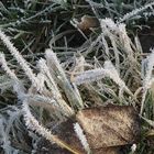 Gräser im Frost