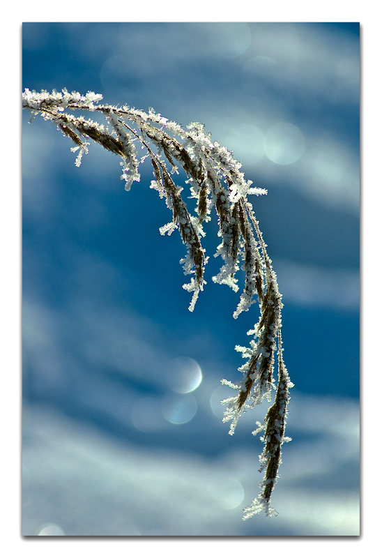 Gräser im Frostkleid