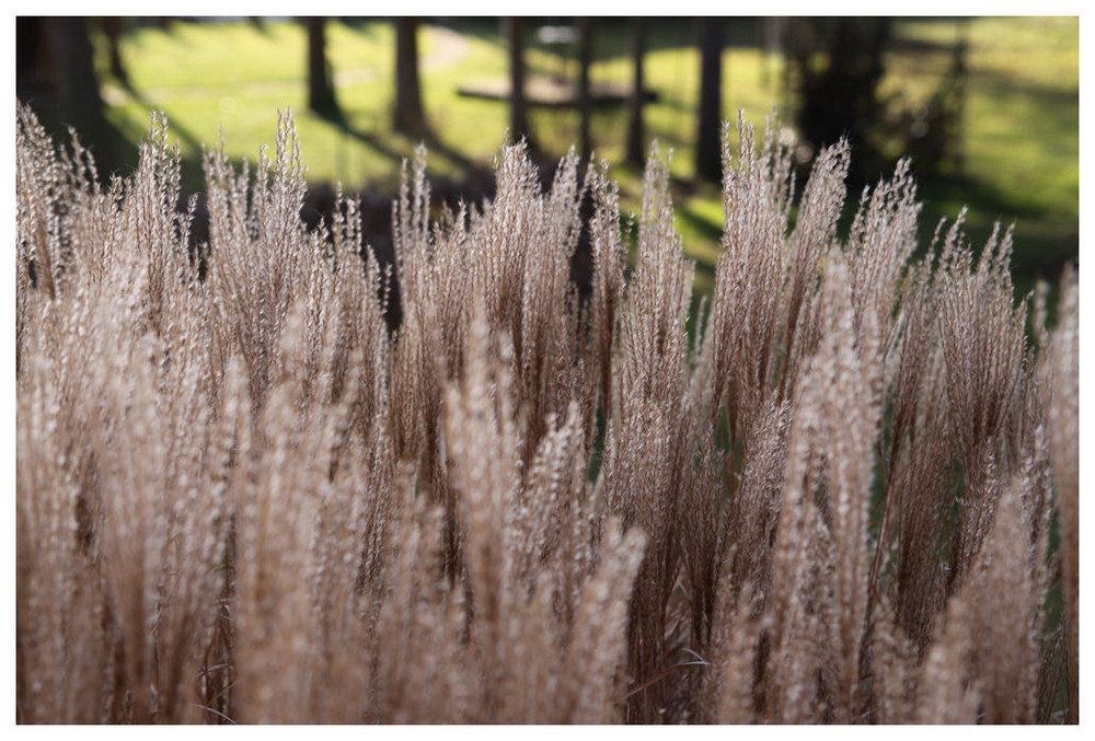 Gräser im Garten