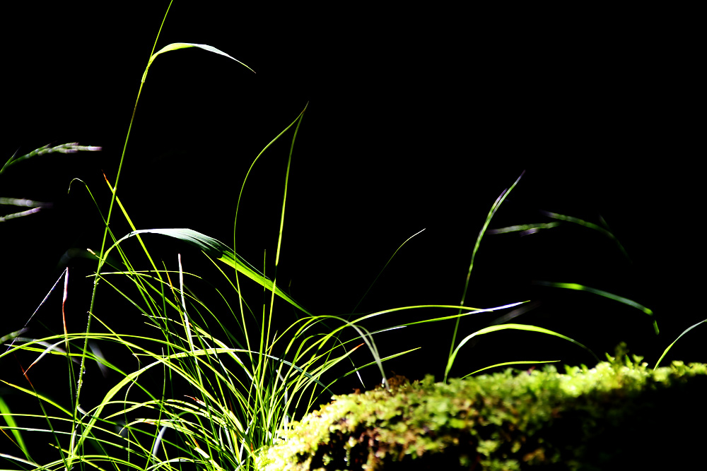 Gräser im Gegenlicht