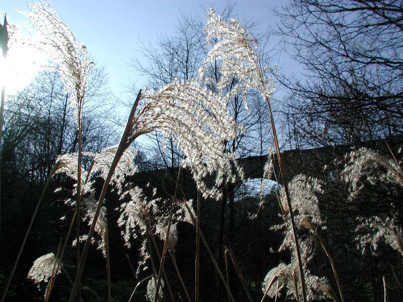 Gräser im Gegenlicht