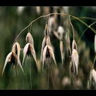 Gräser im Herbst