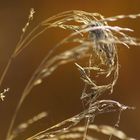 Gräser im Herbst