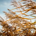 Gräser im Herbst