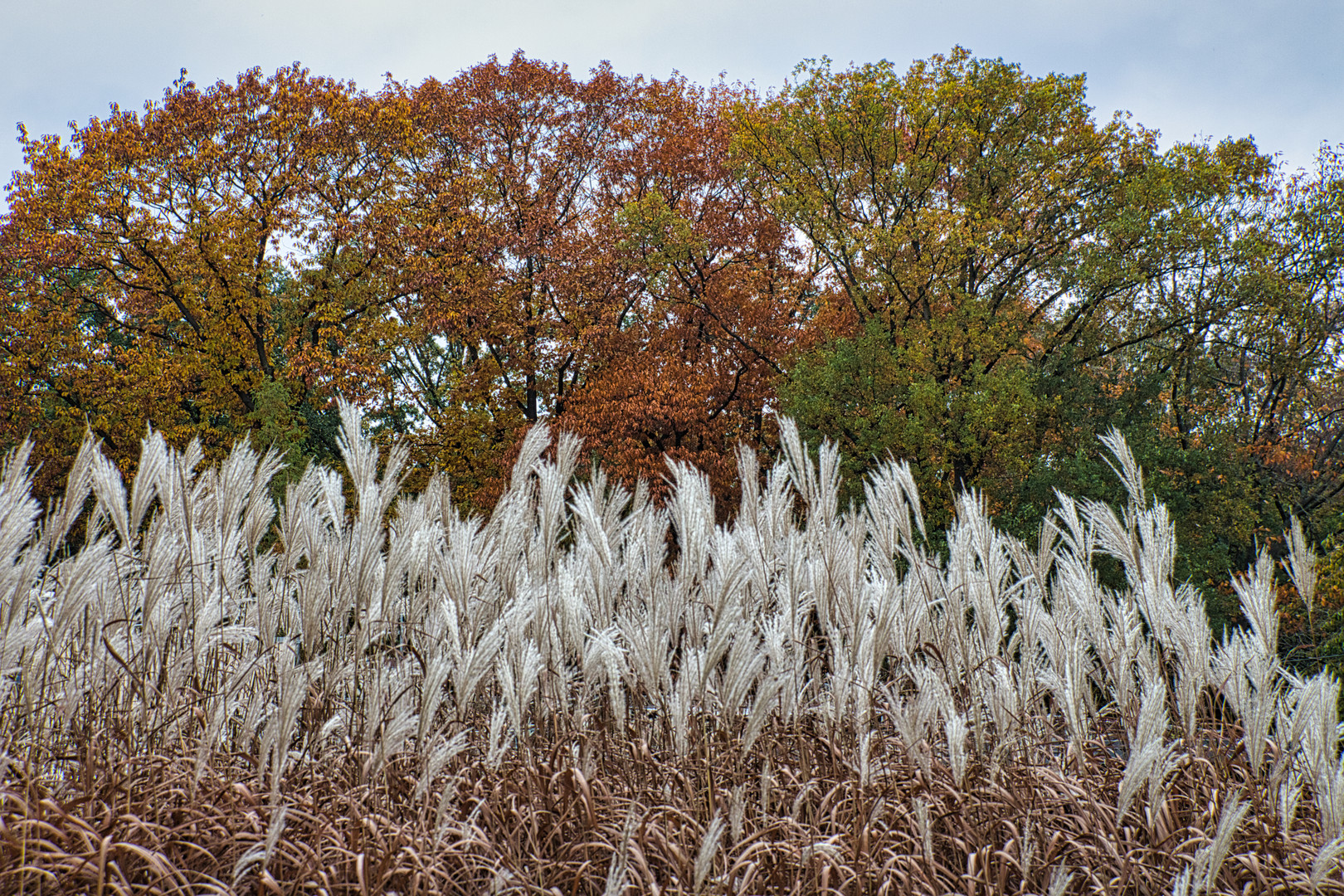 Gräser im Herbst