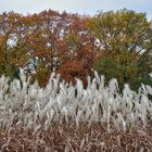 Gräser im Herbst