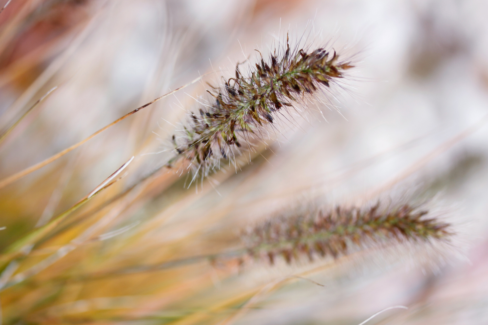 Gräser im Herbst