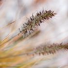 Gräser im Herbst