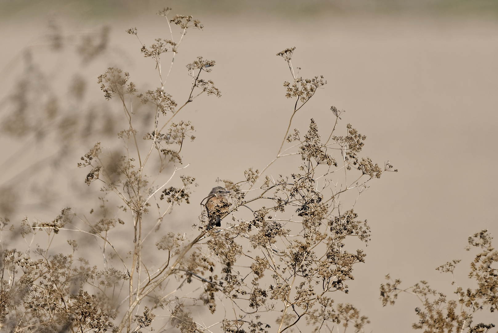 Gräser im Herbst Foto & Bild natur, herbst, pflanzen Bilder auf