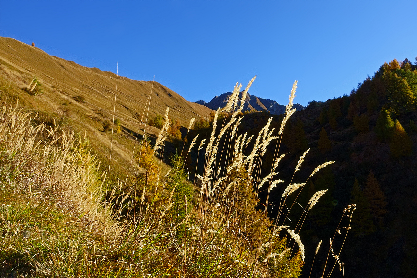 Gräser im Herbstlicht