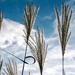 Gräser im Herbstwind