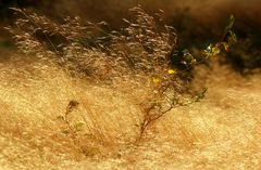 Gräser im Herbstwind