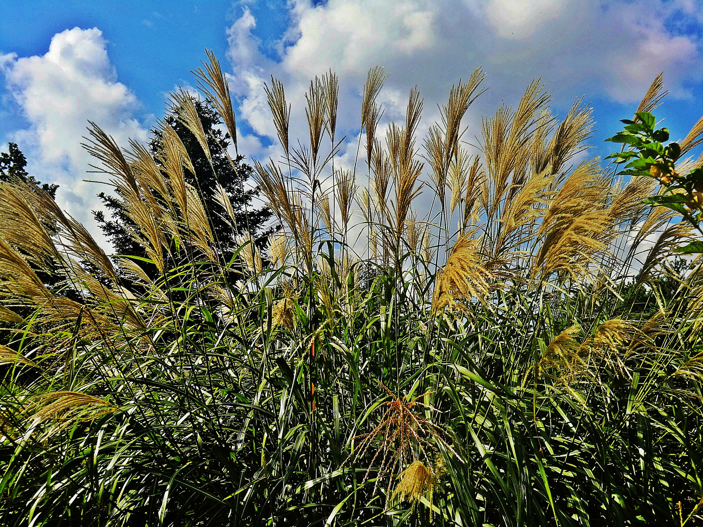 Gräser im leichten Wind