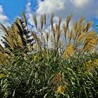 Gräser im leichten Wind