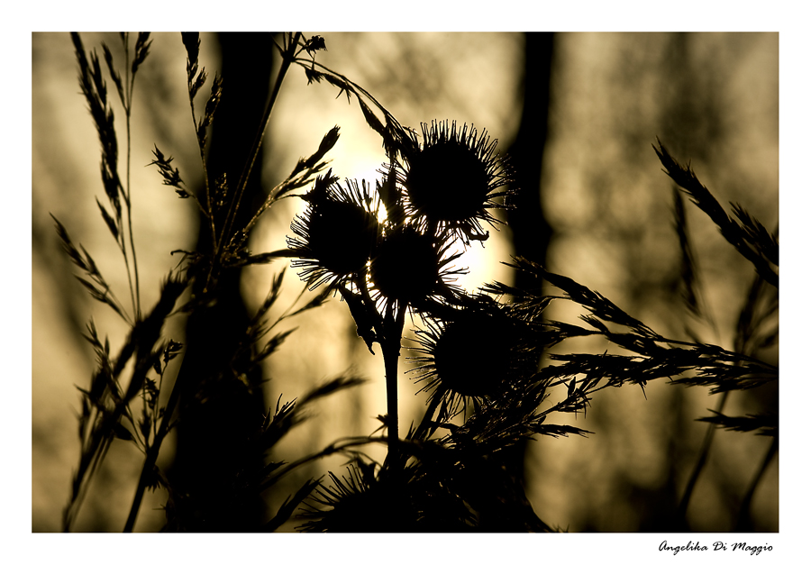 Gräser im Licht