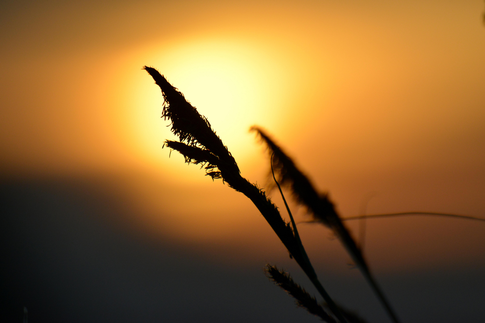 Gräser im Licht der untergehenden Sonne