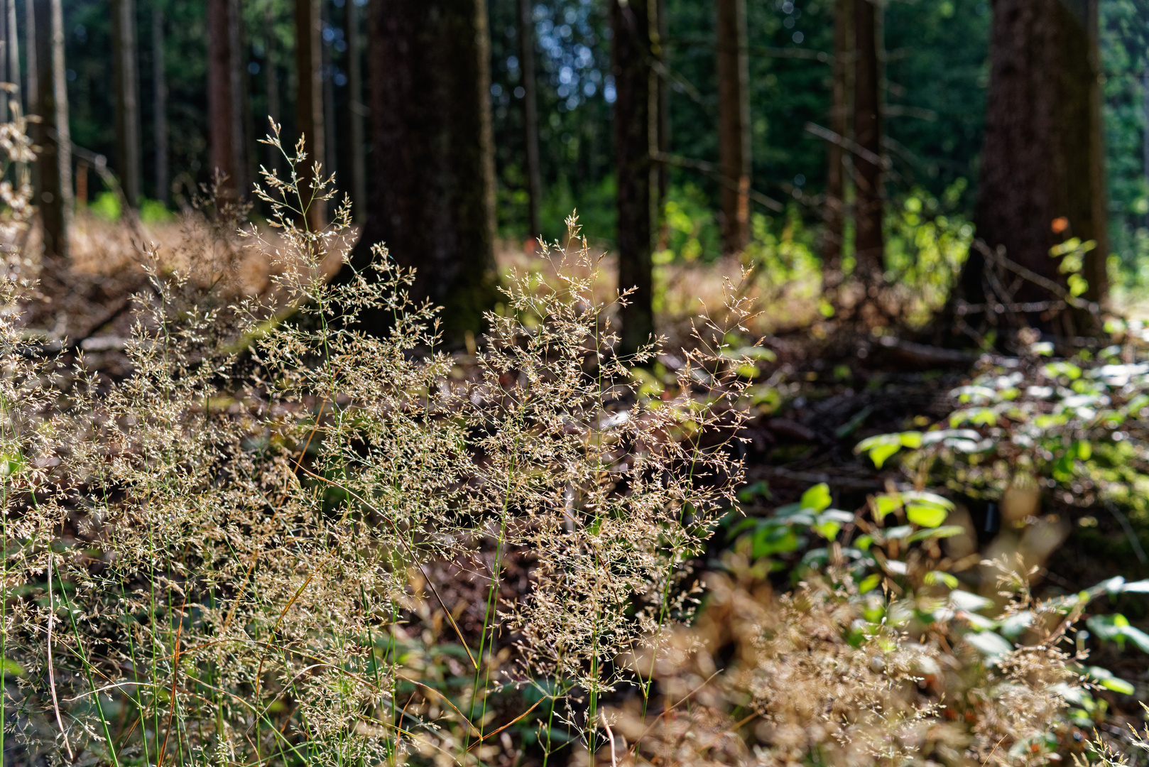 Gräser im lichten Fichtenwald