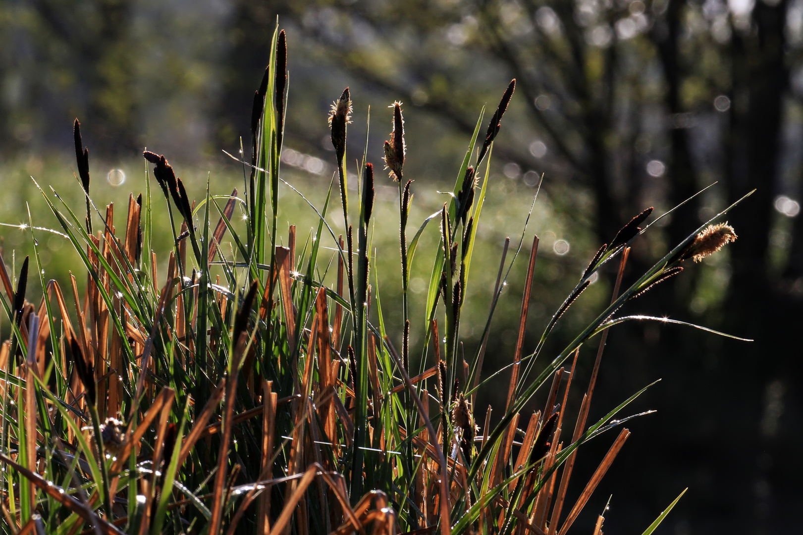 Gräser im Mai - alte und neue Generation  -  grasses in May - old and new generation