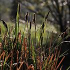Gräser im Mai - alte und neue Generation  -  grasses in May - old and new generation