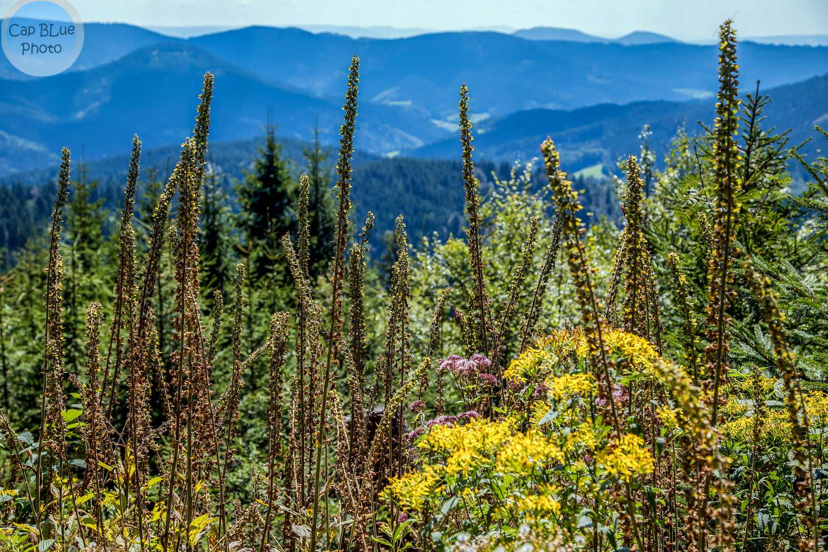 Gräser im Mittelschwarzwald