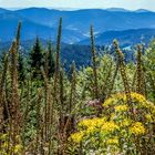 Gräser im Mittelschwarzwald