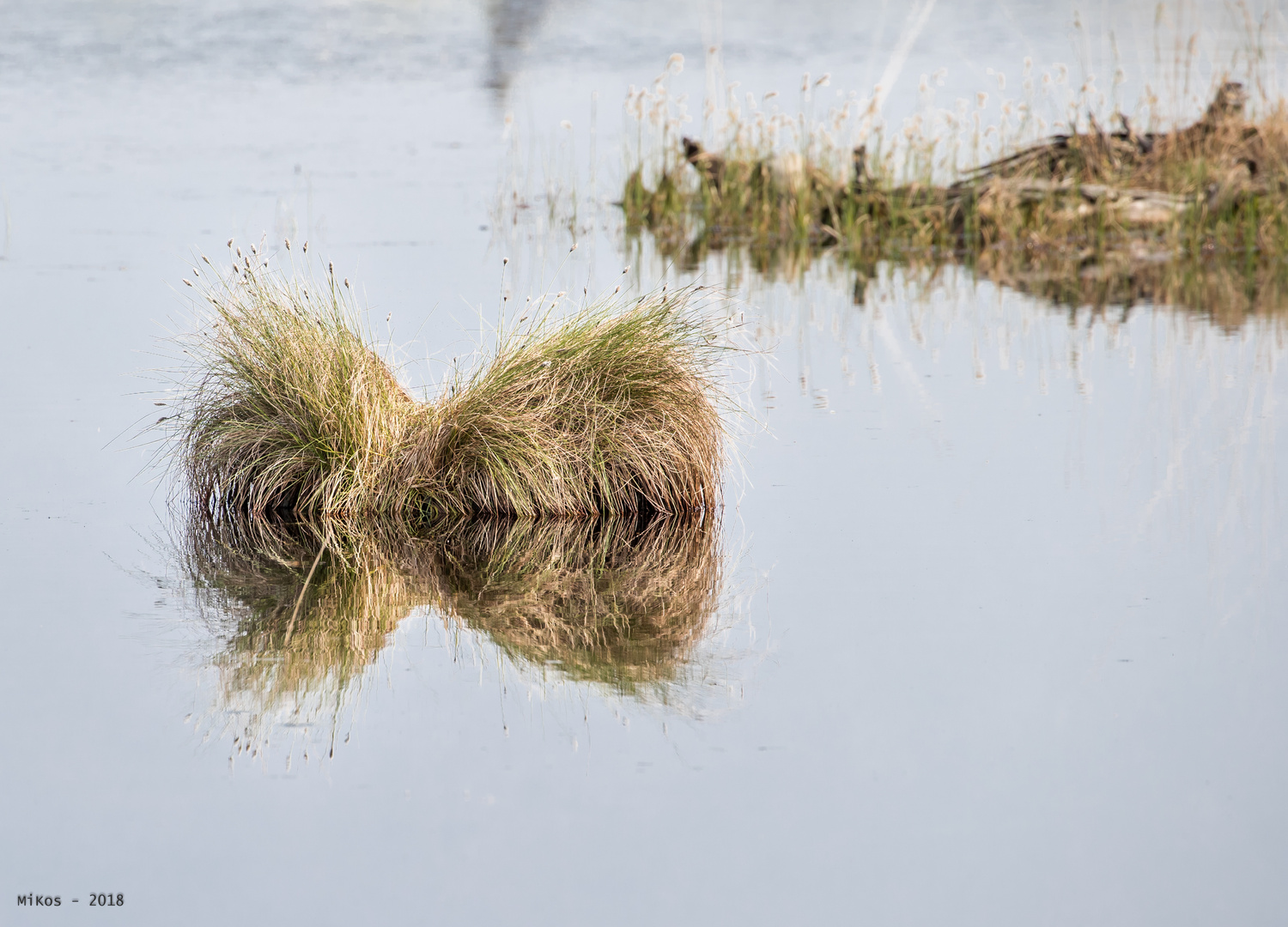 Gräser im Moor-See