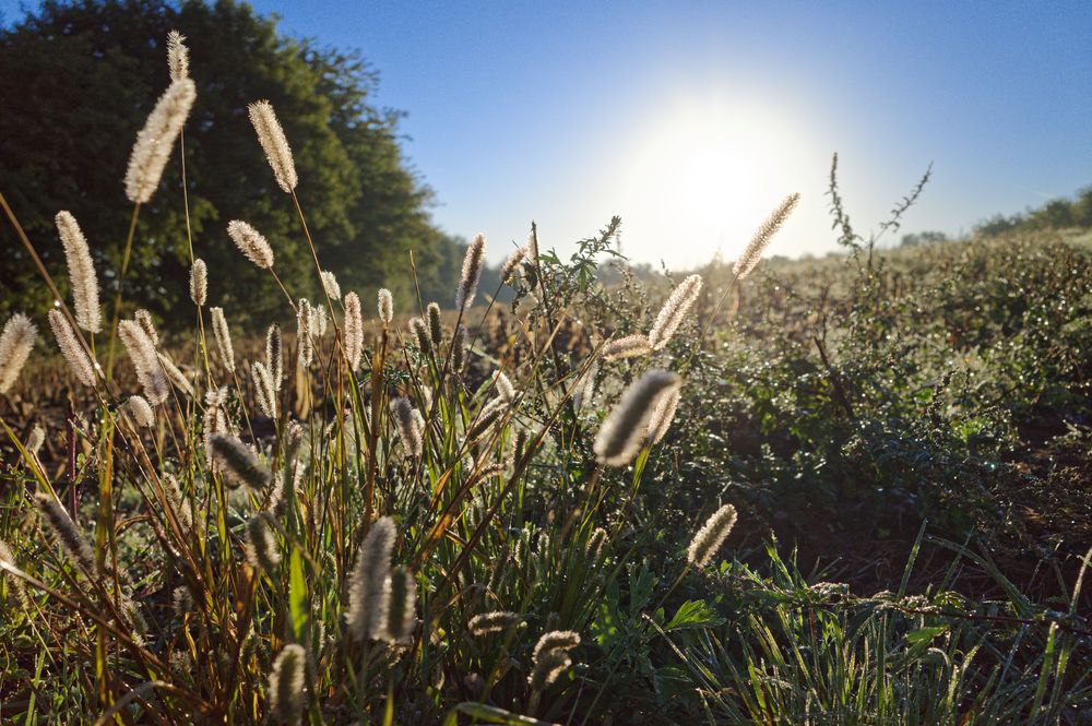 Gräser im Morgenlicht