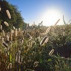 Gräser im Morgenlicht