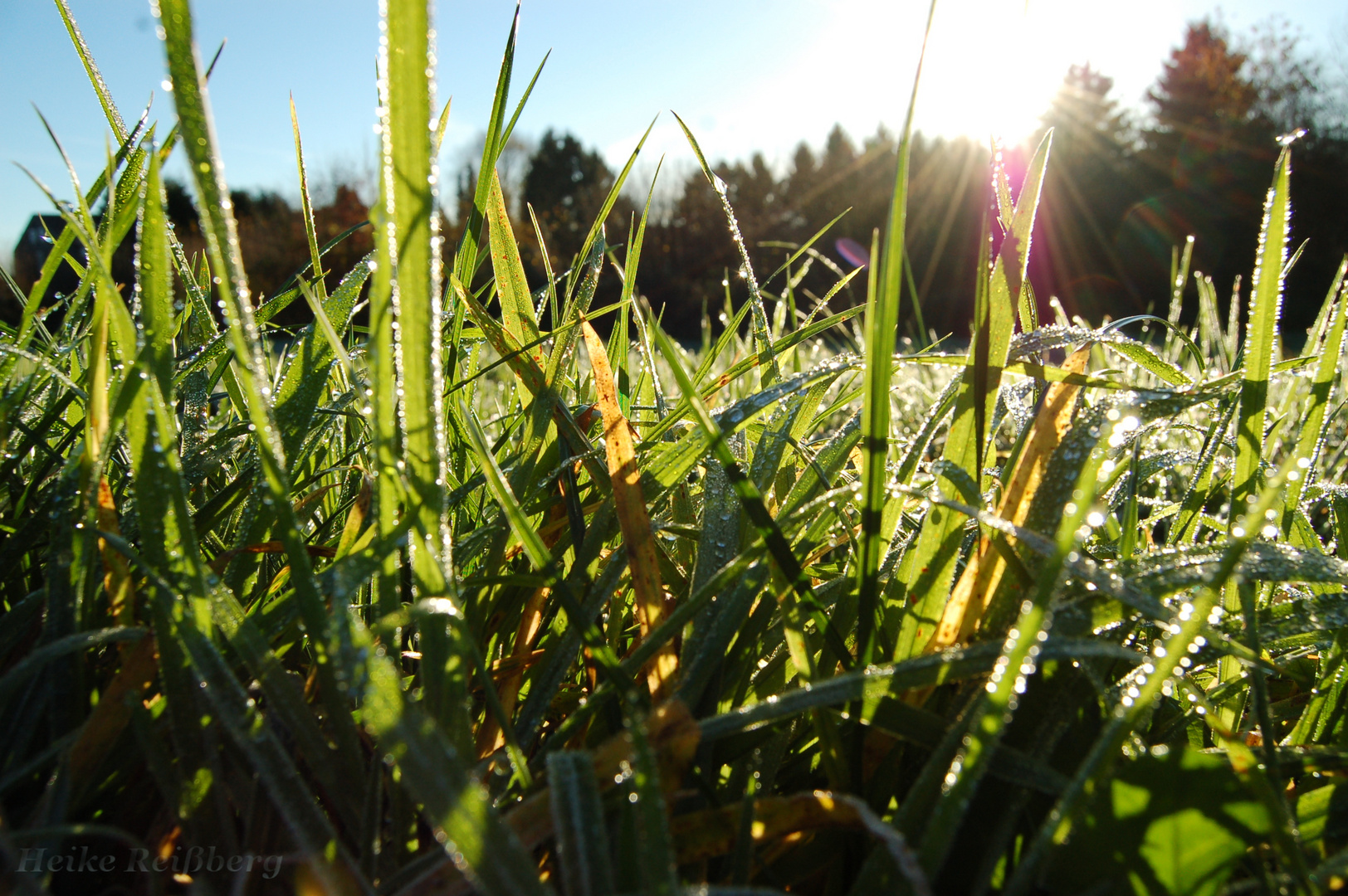 Gräser im Morgenlicht