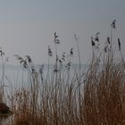 Gräser im Nebel