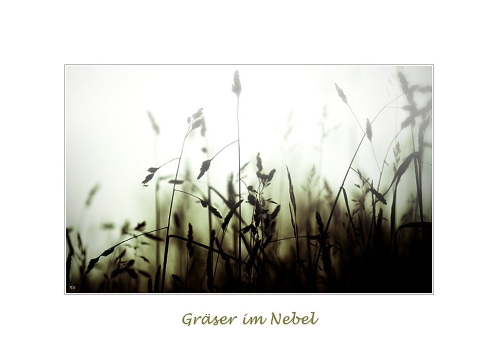 Gräser im Nebel