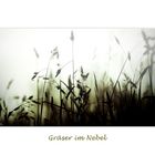 Gräser im Nebel