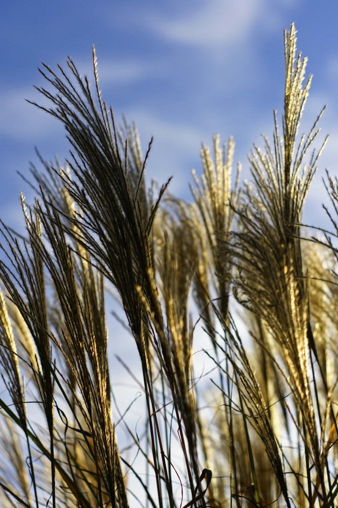 Gräser im Novemberwind