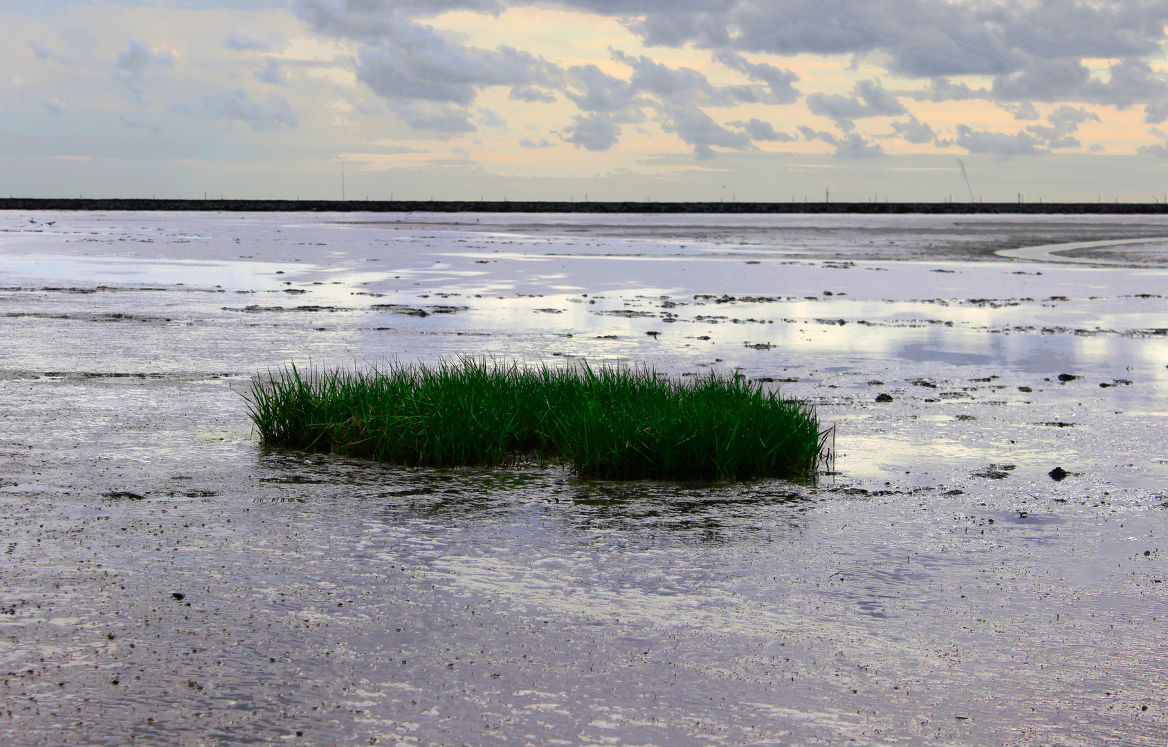 Gräser im Ostfriesischen Wattenmeer