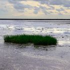 Gräser im Ostfriesischen Wattenmeer